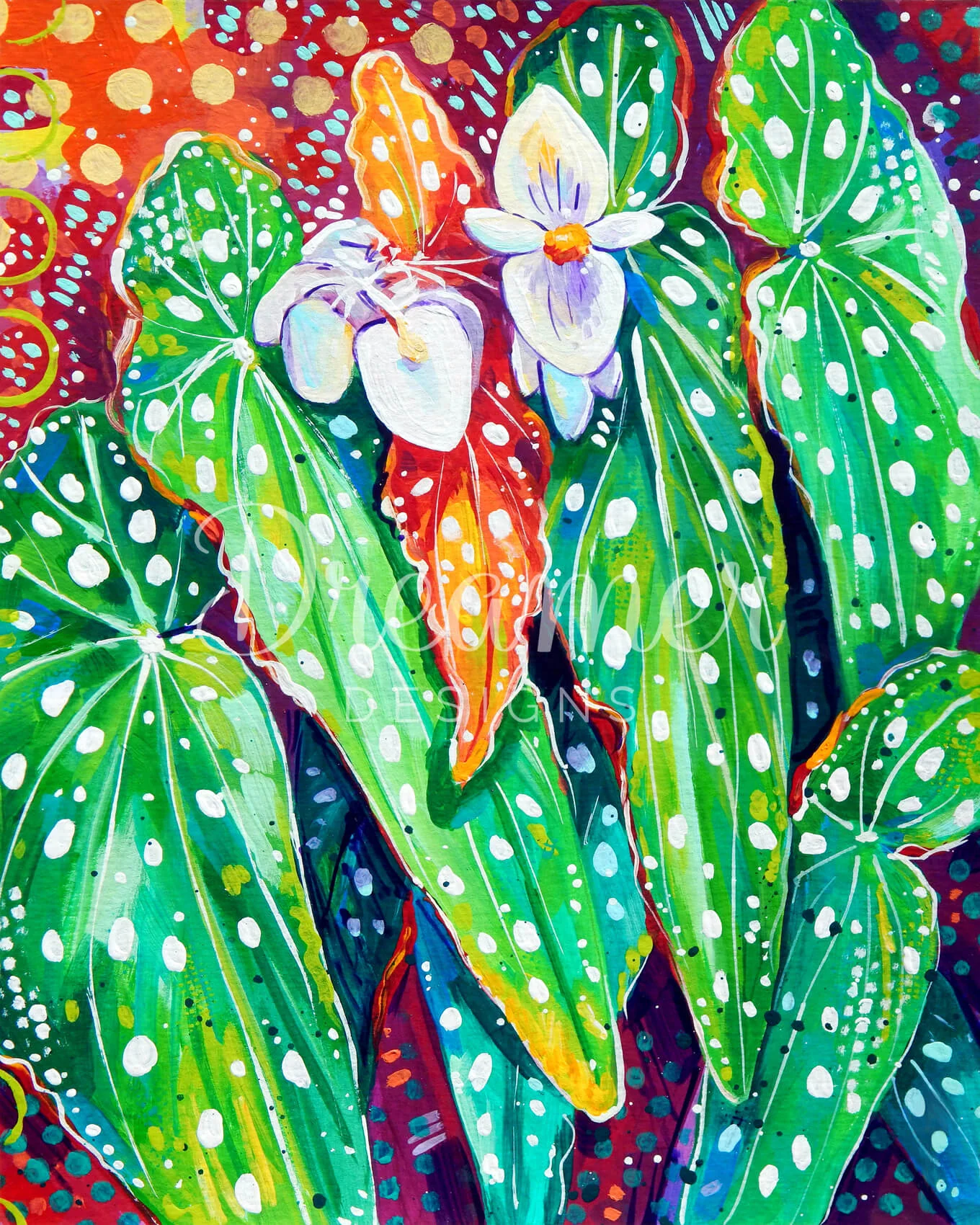 Begonia Maculata